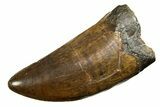 Robust, Fossil Tyrannosaurus (T-Rex) Tooth - Wyoming #294950-1